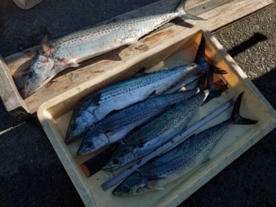 <p>旧一文字赤灯　ショアジギでサゴシ＆サワラ！</p>