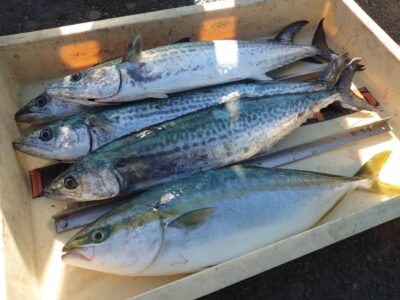 <p>沖の北　ショアジギでサゴシ＆ハマチ！</p>