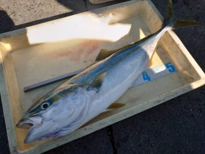 <p>丸山様　沖の北　飲ませ釣りでメジロ！</p>