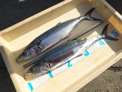 <p>NFC様　沖の北　ショアジギでサゴシ！</p>