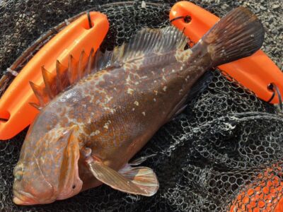 <p>福山様　旧一文字赤灯　エビ撒き釣りで良型アコウ！</p>