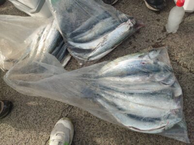 <p>南様　旧一文字赤灯　ショアジギでサゴシ大漁！3人での釣果です♪</p>