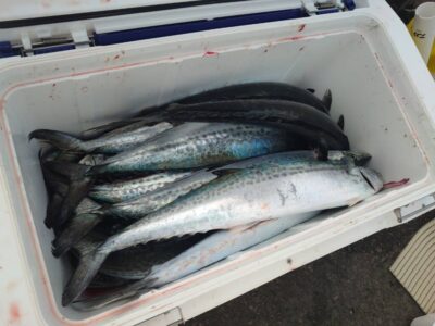 <p>旧一文字赤灯　ショアジギでサゴシ！内外両方で釣れてました。</p>