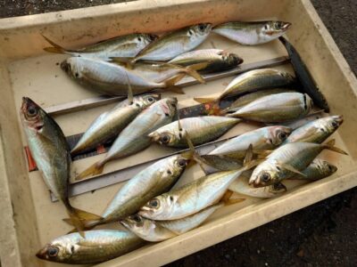 <p>杉浦様　旧一文字赤灯　先端内向き　足元サビキで中アジ！時合いは日の出から1時間ほど</p>