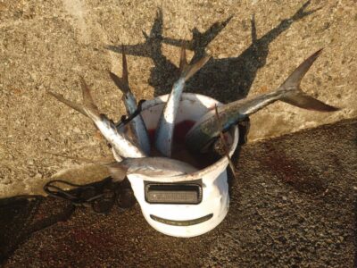 <p>沖の北　ショアジギでサゴシ！6時すぎから釣れてました。赤灯よりは少なめ。</p>