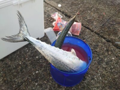 <p>旧一文字赤灯外向き　ショアジギでサゴシ！</p>