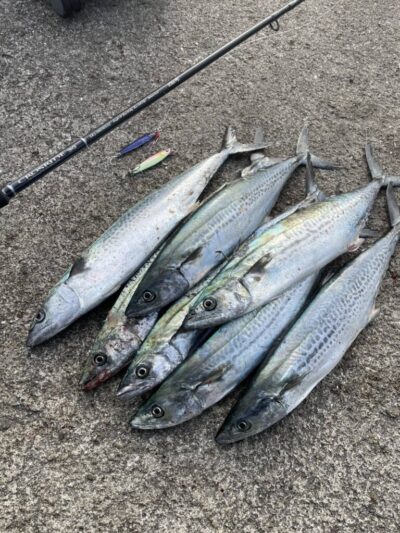 <p>上垣内様　沖の北　メジャクラ・ジグパラでサゴシ！隣の⑨さんはかろうじて1匹…。</p>