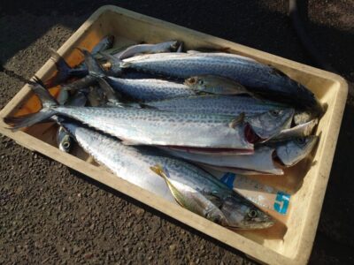 <p>ハイマウンテン様　沖の北内向き　ショアジギでサゴシ！</p>