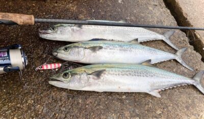 <p>釣れない猫様　沖の北　ジャックアイ・マキマキ岸一ピンクでサゴシ！</p>