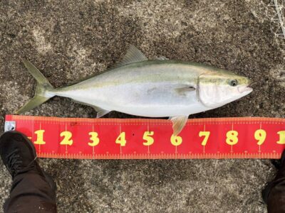 <p>神倉様　沖の北内向き　ヒラメ狙いの胴突飲ませでブリ！6時50分にヒット！</p><p>内向きの足元でこんなサイズがきます。竿を持っていかれないようにお気をつけ下さい。</p>