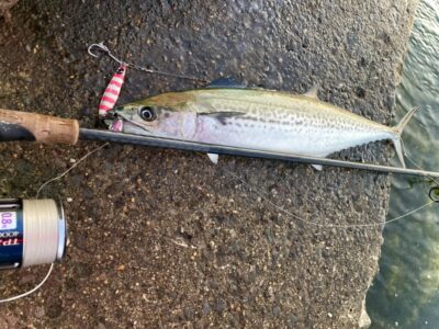 <p>釣れない猫様　沖の北　ジャックアイ・マキマキ岸一ピンクでサゴシ！</p>