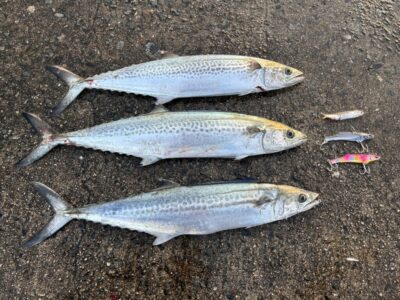 <p>マックススタッフ吉野さん　沖の北　アズーロ・徹湾メタルバイブでサゴシ！</p>