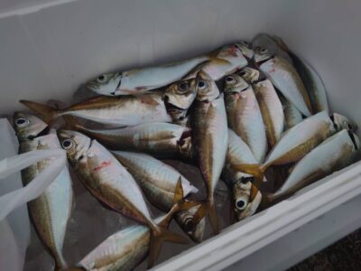 <p>2071谷口様　旧一文字赤灯内向き　足元サビキで小〜中アジ！</p>