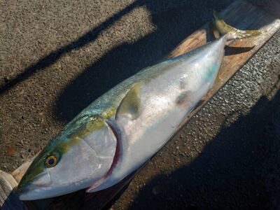 <p>沖の北　飲ませ釣りでブリ87cm！！！8時頃にヒット！</p>