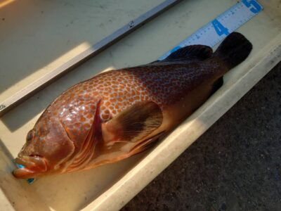 <p>山岸様　旧一文字白灯　エビ撒き釣りで良型アコウ43cm！</p>