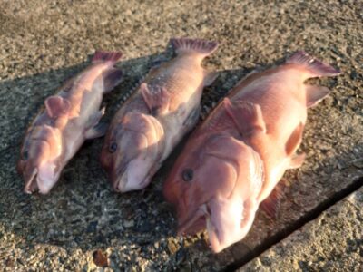 <p>ハルヒサSP様　沖の北内向き　かぶせ釣りでカンダイ！！！</p>