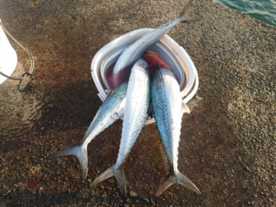 <p>NFC様　沖の北　ショアジギでサゴシ！今日は2人ともゲット！</p>