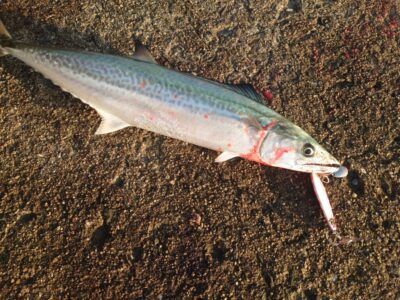 <p>沖の北　ジャックアイ・マキマキ岸一ピンクでサゴシ！岸一ピンクまだ在庫あります♪</p>