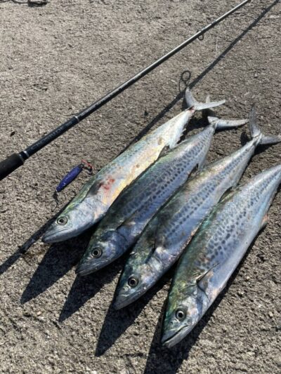 <p>上垣内様　沖の北　メジャクラ・ジグパラでサゴシ！シャクってフォールがパターンだったようです。</p>