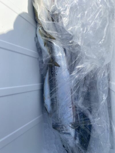 <p>大原様　沖の北　ショアジギでサゴシ2！飲ませでサワラとヒラメらしきあたりがあったそうです。でも、バラし…。</p>