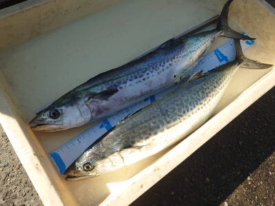 <p>牙族のストーカー様　沖の北　ショアジギでサゴシ！今日はお腹の調子が……</p>