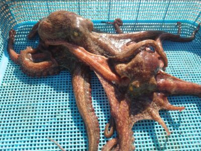 <p>中谷様　沖の北　良型タコ🐙🐙</p>
