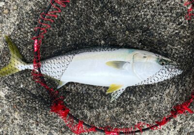 <p>三宅様　沖の北外向き　飲ませ釣りでメジロ！7時頃にヒット！</p>