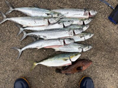 <p>㊈中村様　沖の北　ジャックアイ・マキマキでサゴシ＆ハマチ！アコウは飲ませサビキでヒット♪</p>