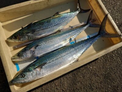 <p>旧一文字赤灯　内外両方　ショアジギでサゴシ！</p><p>今日は赤灯でもけっこう釣れてました。最近は旧一文字のまわりでもサゴシが飛んでるのをよく見かけます♪</p><p>レジェンド山本も赤灯で7ヒット4キャッチ♪アタリ多かったそうです。</p>