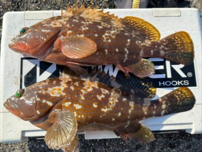 <p>福山様　沖の北外向き　エビ撒き釣りで良型アコウ！</p>