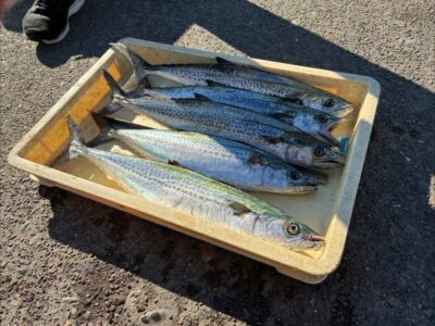 <p>牙族のストーカー様　旧一文字赤灯　ショアジギでサゴシ！</p>