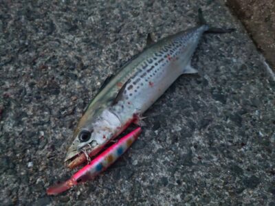 <p>沖の北　セットアッパーでサゴシ！</p>