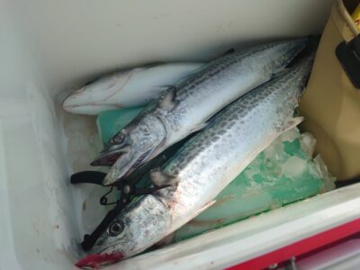 <p>大西様　沖の北　ショアジギでサゴシとハマチ！</p>