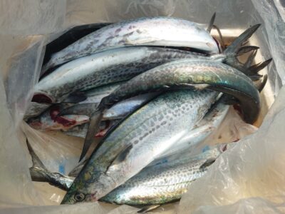 <p>宮城様　沖の北　ショアジギでサゴシ！</p>