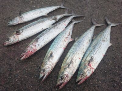 <p>釣れちゃうタマ　沖の北内向き　ジャックアイ・マキマキ岸一ピンクでサゴシ！受付に岸一ピンクまだあります♪</p>