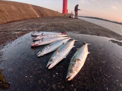 <p>AIR児玉　旧一文字赤灯　ジャックアイ・マキマキ岸一ピンクでサゴシ！6時すぎから釣れ始めて内外両方で♪</p><p>赤灯先端内向きも足元サビキで小〜中アジ釣れてました。</p>