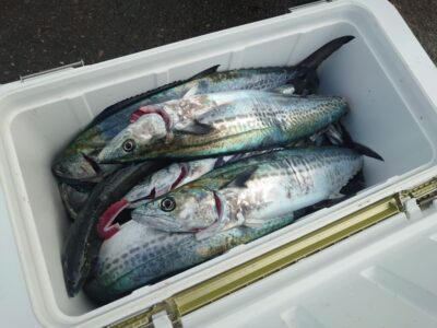 <p>沖の北　ショアジギでサゴシ大漁！</p>