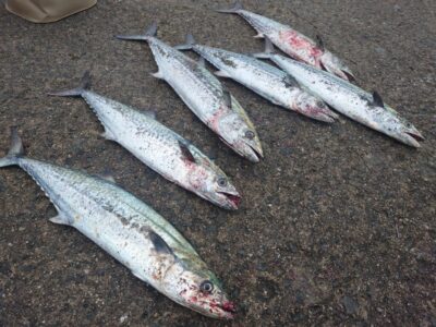 <p>藤森様　沖の北　ショアジギでサゴシ！</p>