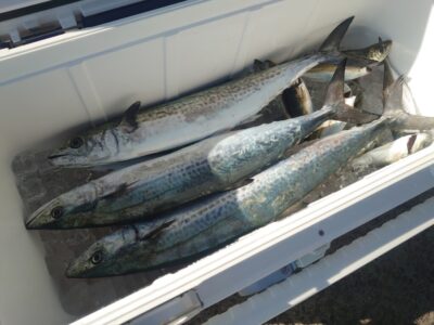 <p>2071谷口様　旧一文字赤灯内向き　ショアジギでサゴシ！</p>