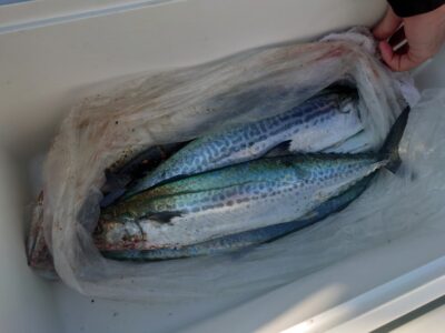 <p>沖の北　ショアジギでサゴシ！</p>