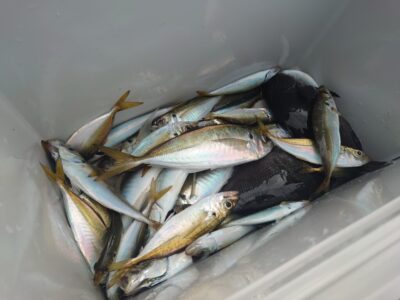 <p>島田様　旧一文字赤灯内向き　足元サビキで豆〜中アジ！中アジ5つ♪</p>