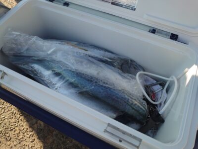 <p>沖の北　ショアジギでサゴシ！</p>