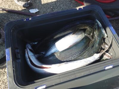 <p>武山様　沖の北　ショアジギでサゴシ大漁！</p>