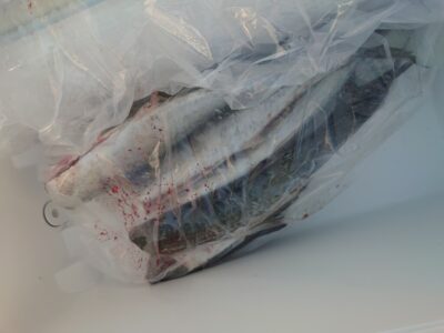 <p>山内様　旧一文字赤灯内向き　ショアジギでサゴシ！！！</p>