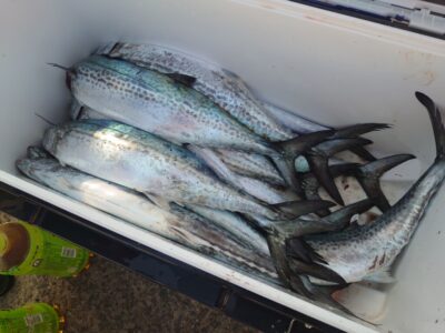 <p>沖の北　ショアジギでサゴシ大漁！</p>