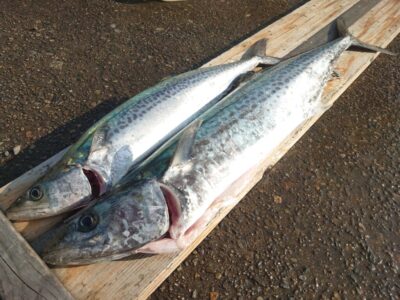 <p>佐藤様　沖の北　ショアジギでサゴシ＆サワラ75cm！！！</p>