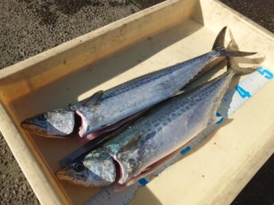 <p>沖の北　ショアジギでサゴシ！昨日は爆釣だったんですが…</p>