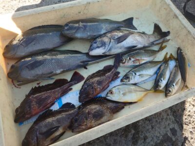 <p>川原様　旧一文字白灯　エビ撒き釣りでいろいろ</p>