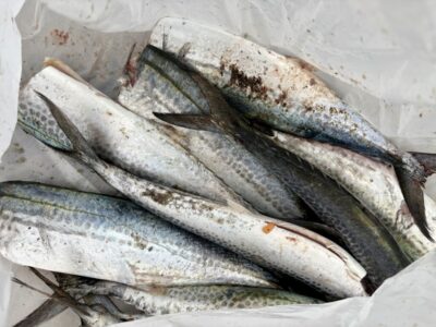 <p>中谷&フレンズ様　沖の北　メタルジグ&バイブでサゴシ大漁🎣　昨日🐟貧果のリベンジ成功🐟</p>