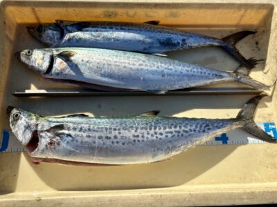 <p>十三の息子様　沖の北　ショアジギでサゴシ🎣</p>